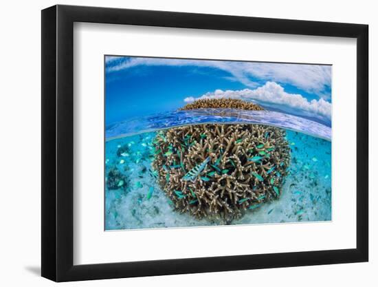 The Coral Ball-Barathieu Gabriel-Framed Photographic Print