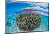 The Coral Ball-Barathieu Gabriel-Mounted Photographic Print