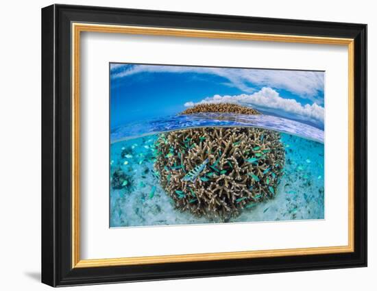 The Coral Ball-Barathieu Gabriel-Framed Photographic Print