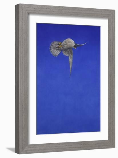 The Corkscrew Stoop; Peregrine Falcon-Tim Hayward-Framed Giclee Print