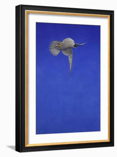 The Corkscrew Stoop; Peregrine Falcon-Tim Hayward-Framed Giclee Print