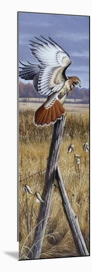 The Corner Post - Red Tailed Hawk-Wilhelm Goebel-Mounted Giclee Print