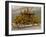 The Coronation Coach of the King or Queen of England-null-Framed Photographic Print
