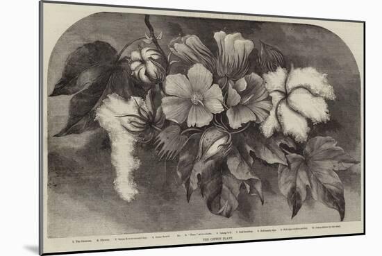 The Cotton Plant-null-Mounted Giclee Print