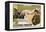 The Covered Wagon-null-Framed Stretched Canvas