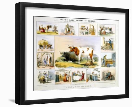 The Cow, C1850-Benjamin Waterhouse Hawkins-Framed Giclee Print