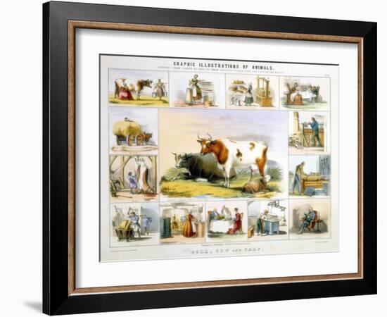 The Cow, C1850-Benjamin Waterhouse Hawkins-Framed Giclee Print