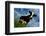 The Cow-Emmanuel Panais-Framed Art Print