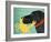 The Crab Black Dog Yellow Crab-Stephen Huneck-Framed Giclee Print