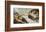 The Creation Of Adam-Michelangelo Buonarroti-Framed Art Print