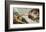 The Creation Of Adam-Michelangelo Buonarroti-Framed Art Print