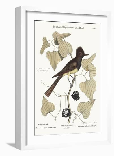 The Crested Flycatcher, 1749-73-Mark Catesby-Framed Giclee Print