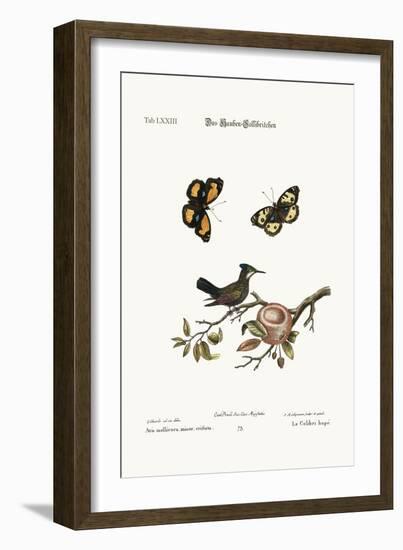 The Crested Hummingbird, 1749-73-George Edwards-Framed Giclee Print