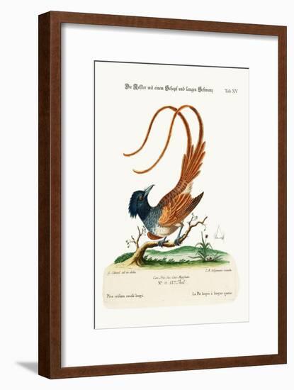 The Crested Long-Tailed Pye, 1749-73-George Edwards-Framed Giclee Print