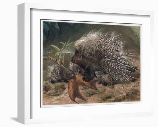 The Crested Porcupine by Alfred Edmund Brehm-Stefano Bianchetti-Framed Giclee Print