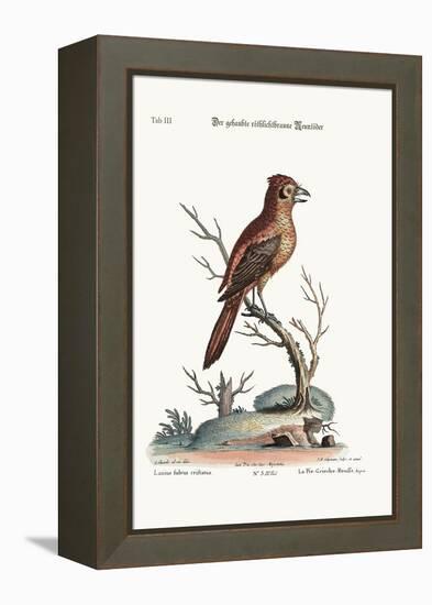 The Crested Red or Russit Butcher-Bird, 1749-73-George Edwards-Framed Premier Image Canvas