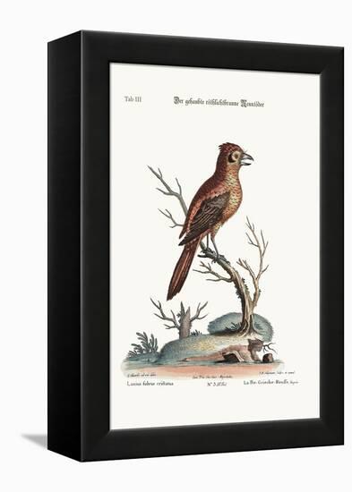 The Crested Red or Russit Butcher-Bird, 1749-73-George Edwards-Framed Premier Image Canvas