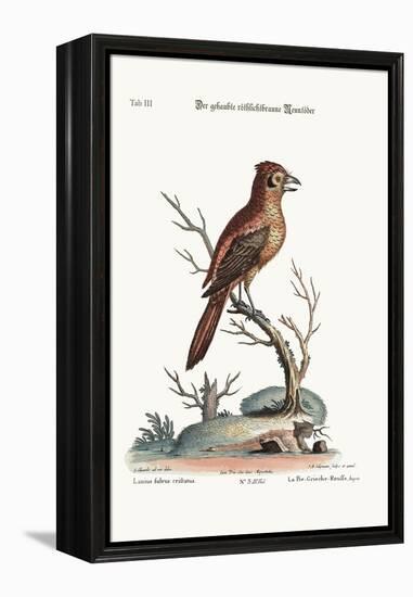 The Crested Red or Russit Butcher-Bird, 1749-73-George Edwards-Framed Premier Image Canvas