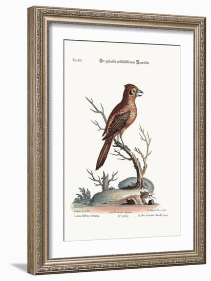 The Crested Red or Russit Butcher-Bird, 1749-73-George Edwards-Framed Giclee Print