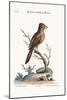 The Crested Red or Russit Butcher-Bird, 1749-73-George Edwards-Mounted Giclee Print