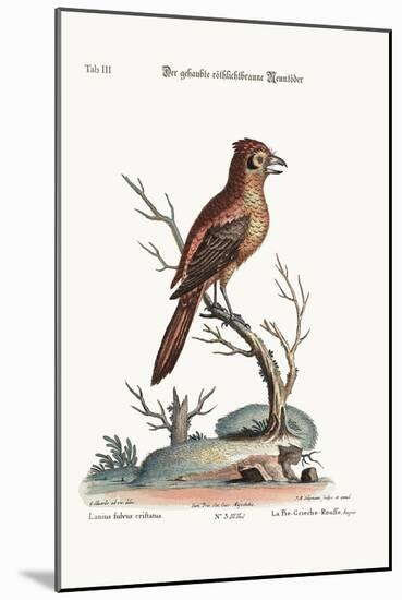 The Crested Red or Russit Butcher-Bird, 1749-73-George Edwards-Mounted Giclee Print