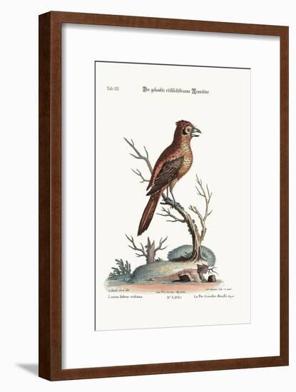 The Crested Red or Russit Butcher-Bird, 1749-73-George Edwards-Framed Giclee Print