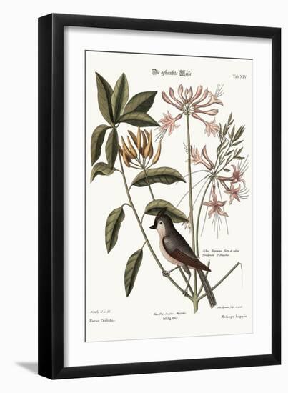 The Crested Titmouse, 1749-73-Mark Catesby-Framed Giclee Print