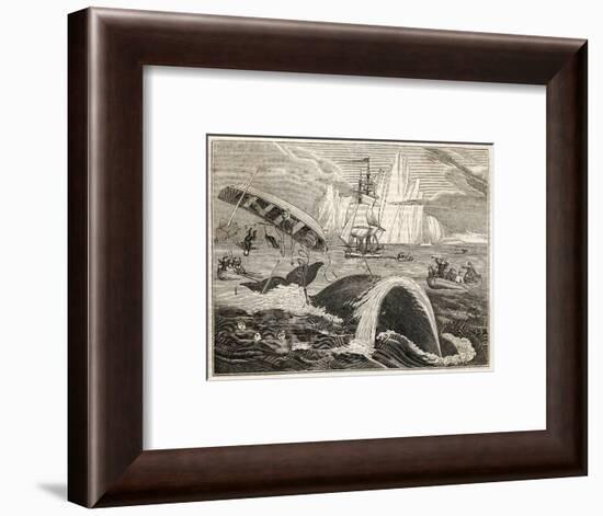 The Crew in Danger a Small Whaling Vessel Is Overturned by a Whale-null-Framed Art Print