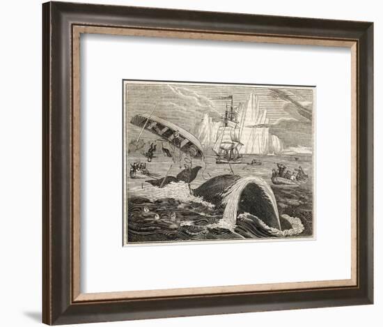 The Crew in Danger a Small Whaling Vessel Is Overturned by a Whale-null-Framed Art Print