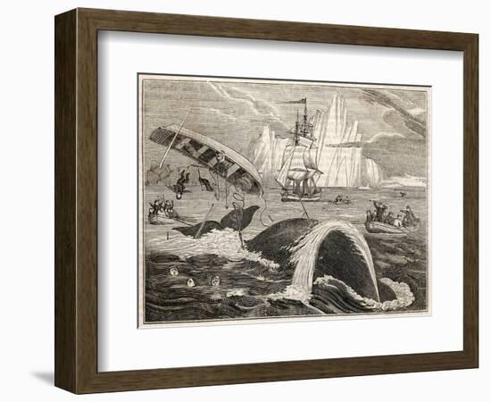 The Crew in Danger a Small Whaling Vessel Is Overturned by a Whale-null-Framed Art Print