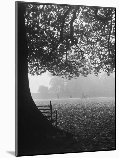 The Cricket Fields in the Back of the Ancient College Building-Cornell Capa-Mounted Photographic Print