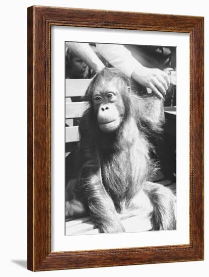 The Criminal Monkey-null-Framed Art Print