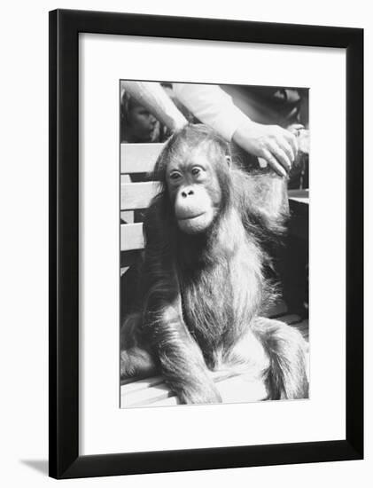 The Criminal Monkey-null-Framed Art Print