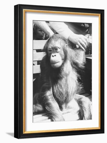 The Criminal Monkey-null-Framed Art Print