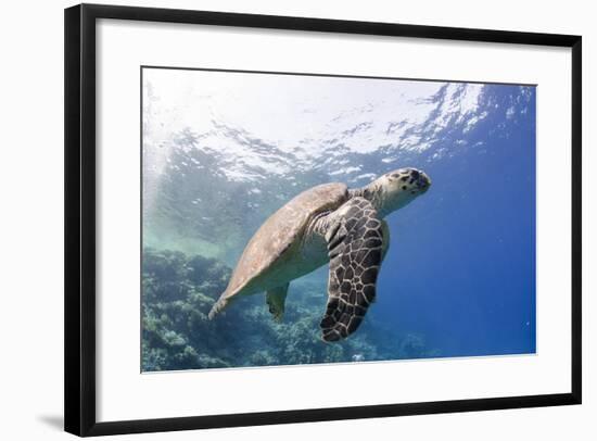 The Critically Endangered Hawksbill Turtle (Eretmochelys Imbricata)-Mark Doherty-Framed Photographic Print