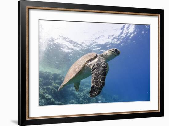 The Critically Endangered Hawksbill Turtle (Eretmochelys Imbricata)-Mark Doherty-Framed Photographic Print