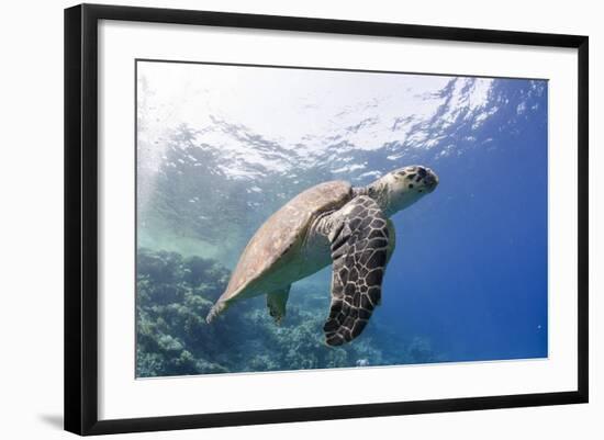 The Critically Endangered Hawksbill Turtle (Eretmochelys Imbricata)-Mark Doherty-Framed Photographic Print