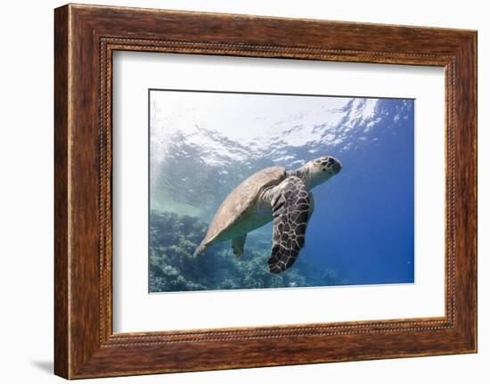 The Critically Endangered Hawksbill Turtle (Eretmochelys Imbricata)-Mark Doherty-Framed Premium Photographic Print