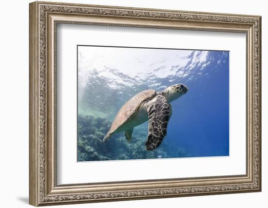 The Critically Endangered Hawksbill Turtle (Eretmochelys Imbricata)-Mark Doherty-Framed Photographic Print