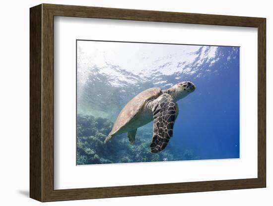 The Critically Endangered Hawksbill Turtle (Eretmochelys Imbricata)-Mark Doherty-Framed Photographic Print