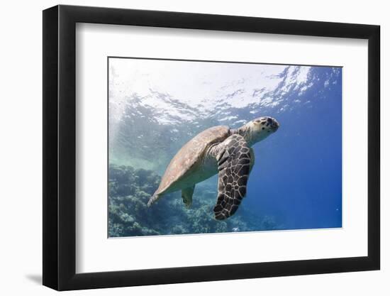 The Critically Endangered Hawksbill Turtle (Eretmochelys Imbricata)-Mark Doherty-Framed Photographic Print