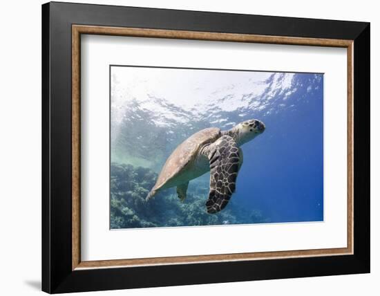 The Critically Endangered Hawksbill Turtle (Eretmochelys Imbricata)-Mark Doherty-Framed Photographic Print