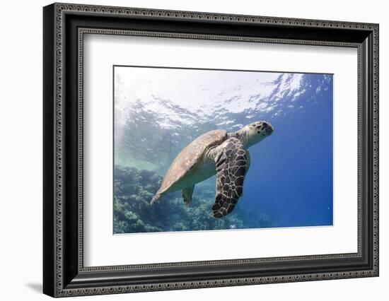 The Critically Endangered Hawksbill Turtle (Eretmochelys Imbricata)-Mark Doherty-Framed Photographic Print