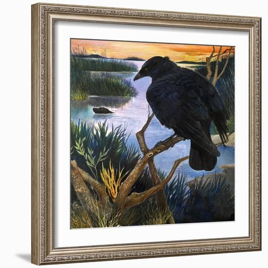 The Crow, Illustration from 'The Black Shadow', by F. St Mars, 1966-G. W Backhouse-Framed Giclee Print