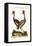 The Crowned African Crane, 1749-73-George Edwards-Framed Premier Image Canvas