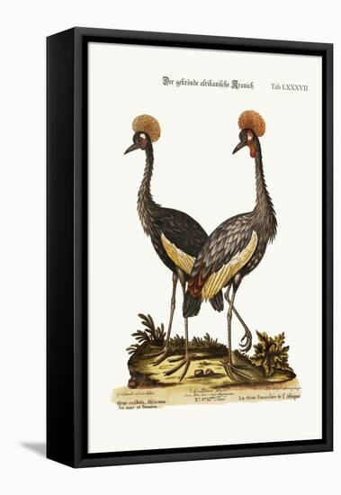 The Crowned African Crane, 1749-73-George Edwards-Framed Premier Image Canvas