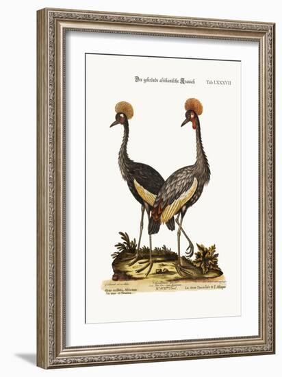The Crowned African Crane, 1749-73-George Edwards-Framed Giclee Print