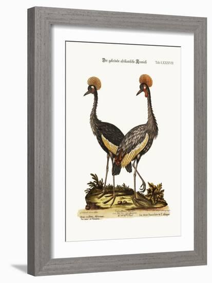 The Crowned African Crane, 1749-73-George Edwards-Framed Giclee Print