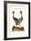 The Crowned African Crane, 1749-73-George Edwards-Framed Giclee Print