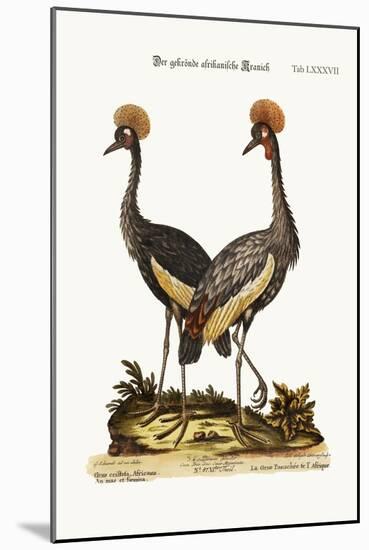 The Crowned African Crane, 1749-73-George Edwards-Mounted Giclee Print